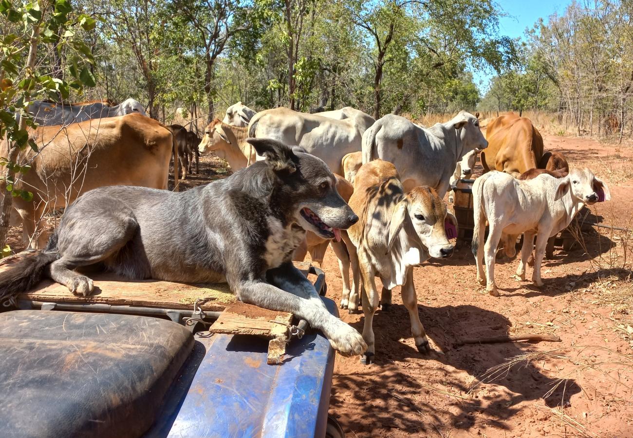 Cattle Dog