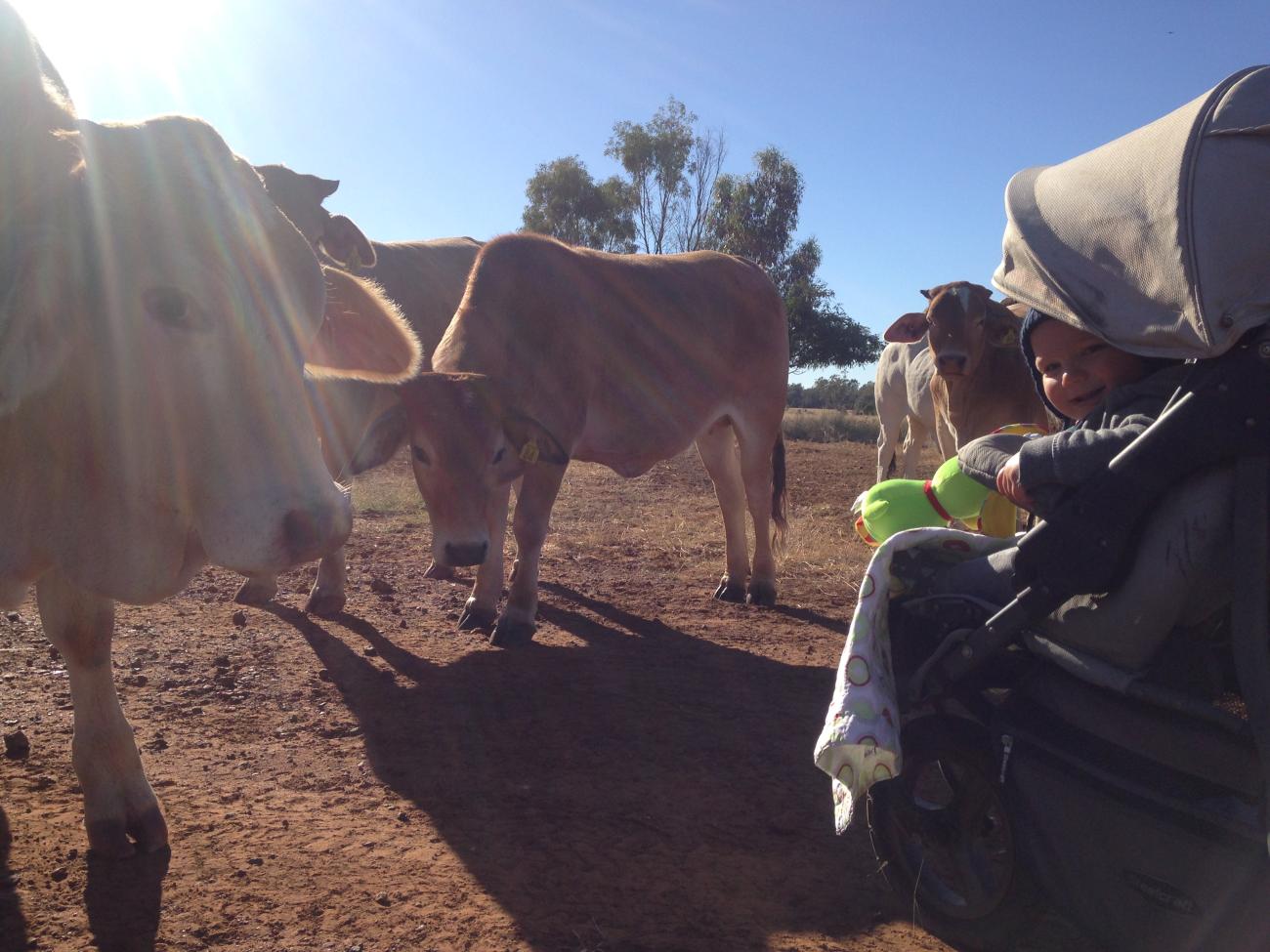 baby in pram with cattle 