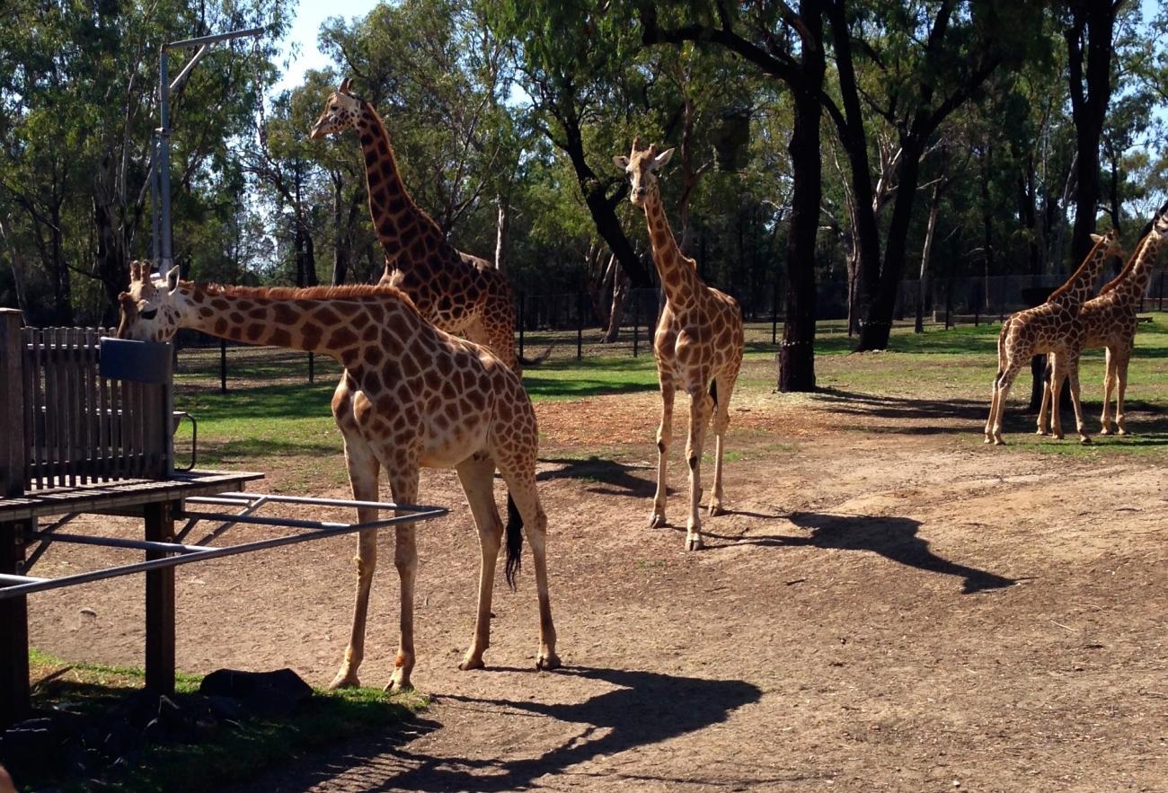 Dubbo Zoo