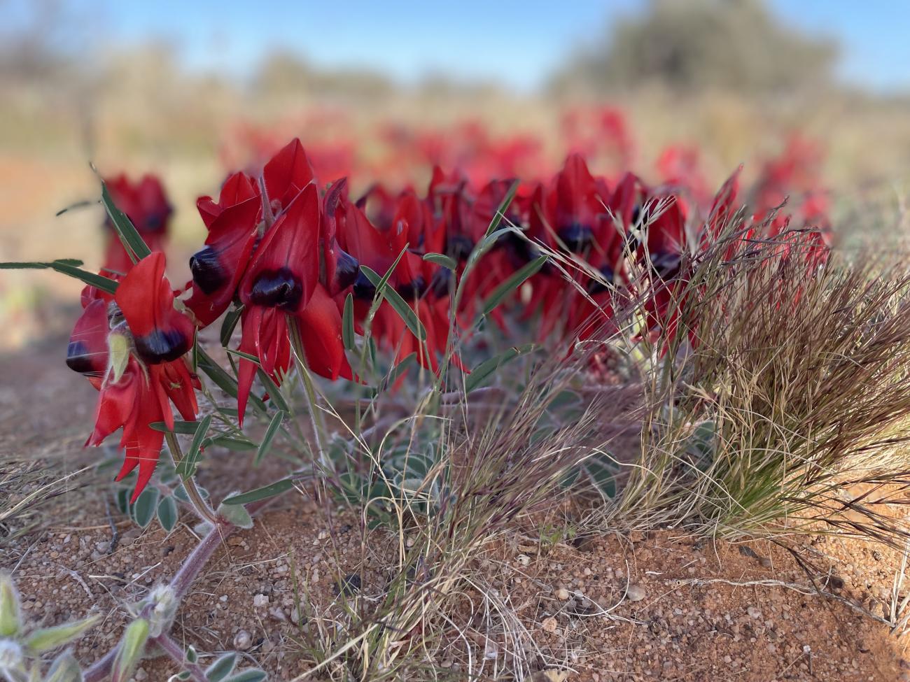 Sturt Desert Pea