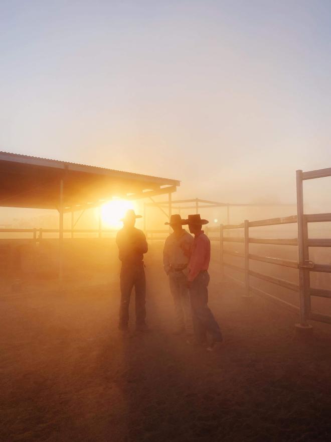 Cattle yards