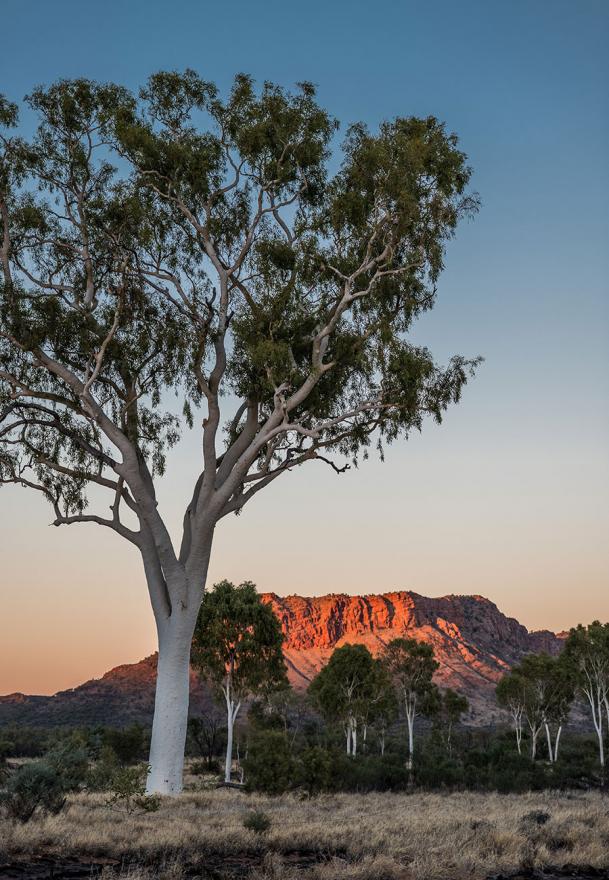 Alice Springs Branch