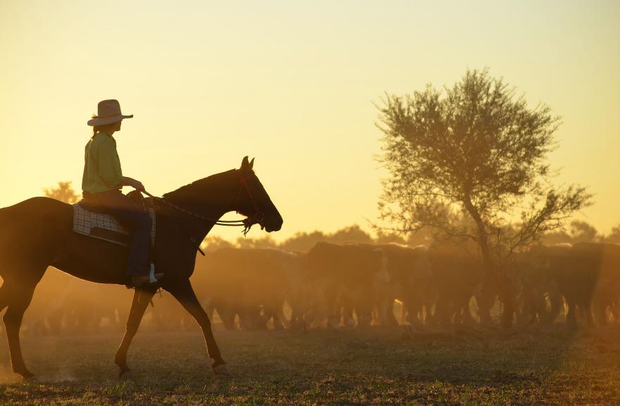 mustering on a horse