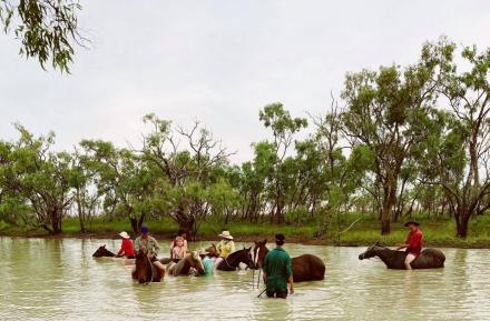 horses in water