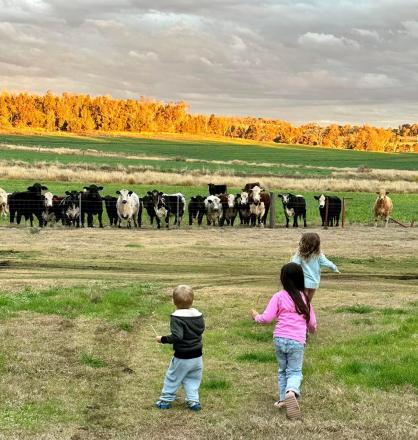 kids with cows