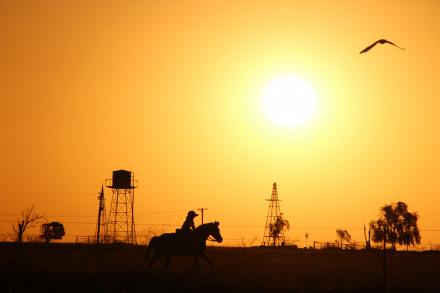 horse sunset