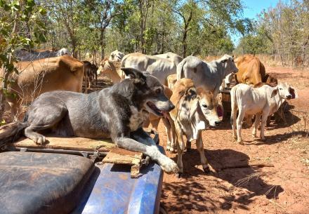 Cattle Dog