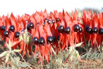 Sturt Desert Peas