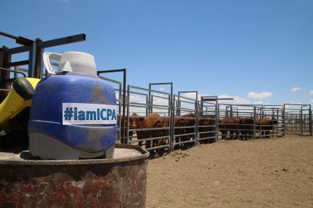a picture of a water bottle at cattle yards with #iamICPA stuck to it