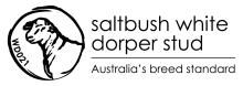 Salbush White Dorper Stud